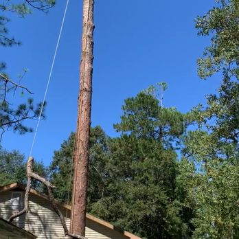 Maddox Tree Service - Tree Services Near Me - Picayune, Mississippi Maddox Tree Service - Tree Services Near Me - Picayune, Mississippi