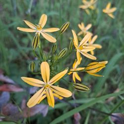 Johnny Cash Trail - Brodiaea