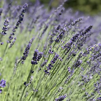 Purple Haze Lavender Farm - Flowers & Gifts Near Me - Sequim, Washington