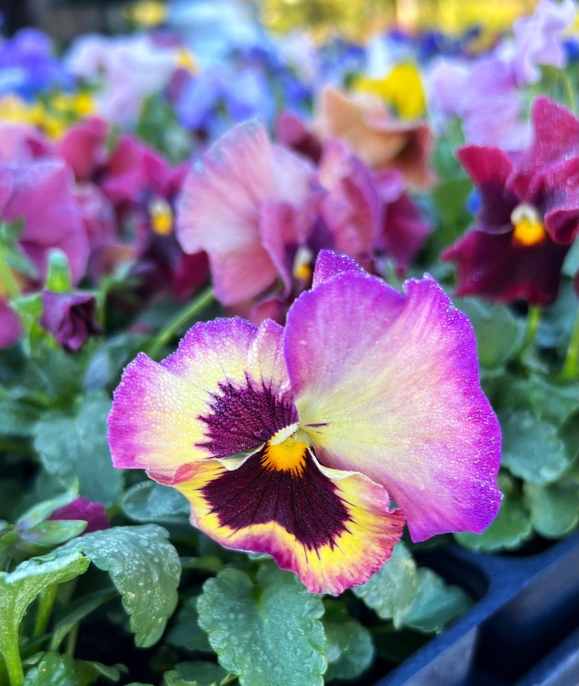 REEMS CREEK NURSERY 27 Photos & 15 Reviews 76 Monticello Rd