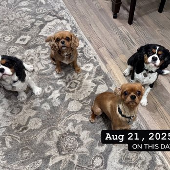 Doggie Grooming Styles - Quinn, Penny, Dash and Max - Pet Groomers Near Me - Campbell, California Doggie Grooming Styles - Quinn, Penny, Dash and Max - Pet Groomers Near Me - Campbell, California