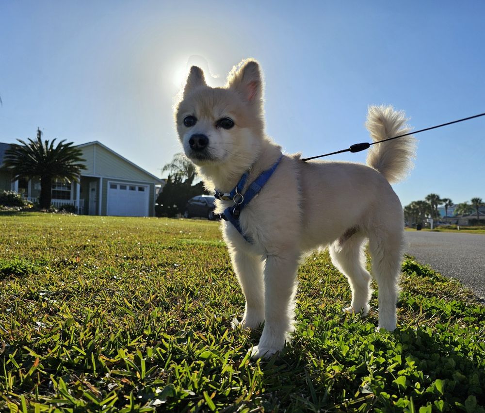The Mighty Floof Image