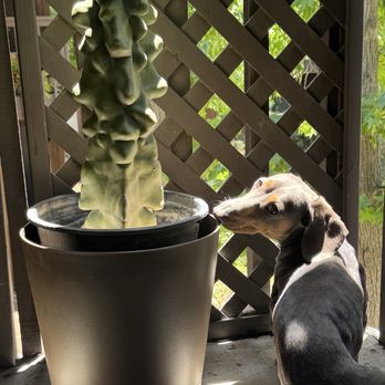 Exotic Gardens - Totem pole cactus - Nurseries & Gardening Near Me - El Cajon, California Exotic Gardens - Totem pole cactus - Nurseries & Gardening Near Me - El Cajon, California