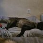 Photo of Cal Paws K9 Rescue