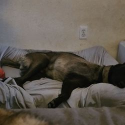 Cal Paws K9 Rescue - Our sweet tripod.