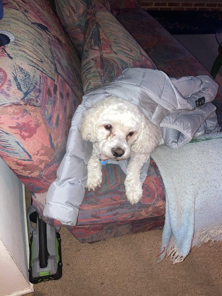 TRIADELPHIA VETERINARY CLINIC Updated September 2024 42 Photos & 27