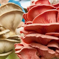 Sedona Community Farmers Market - Summer Season