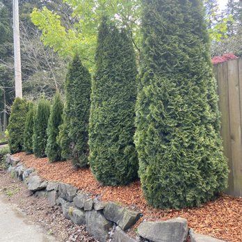 Diamond Landscapes - Completed job with cedar chips laid amongst all trees - Landscaping Near Me