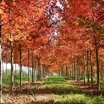 Watkins Nurseries - Sugar Maples in our Amelia field - Nurseries & Gardening Near Me - Midlothian, Virginia