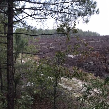 Cherokee Run Hunting Lodge - Stand next to a road and an area cleared by the paper company - Wildlife Hunting Ranges Near Me - Chesterfield, South Carolina
