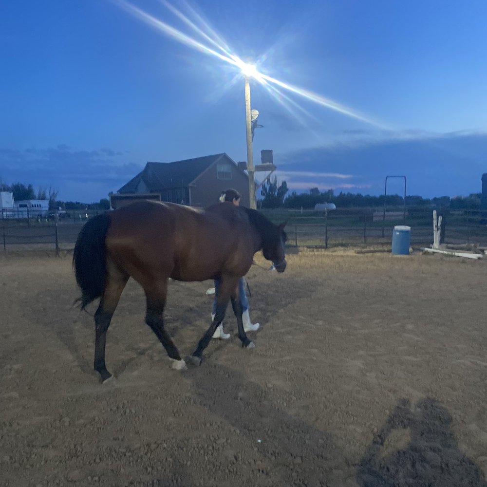 Promenade Horsemanship Academy - Time for hands on learning - Horse Boarding Near Me - Brighton, Colorado
