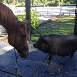 Southern Pines Stables - Horse & pig