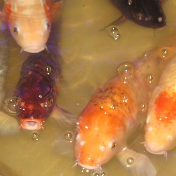 Ocean Buffet - Beautiful koi fish in the lobby pool. - Buffets Near Me - Ocala, Florida
