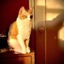 Photo of Sleepy Hollow Animal Hospital