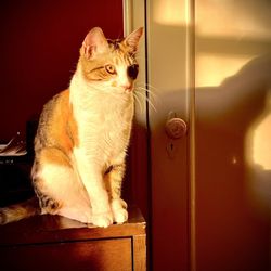 Sleepy Hollow Animal Hospital - Rose