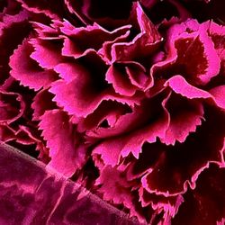 Food4Less - Carnation Bouquets  September 2025