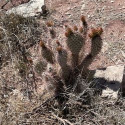 Sienna Hills Park - Small Cacti ready to bloom
