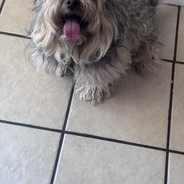 Before grooming