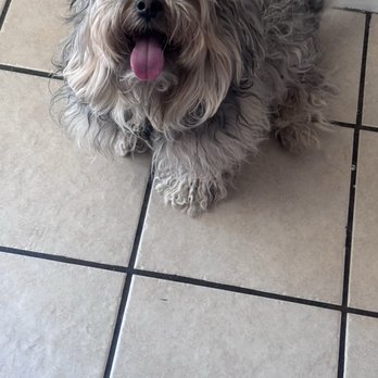Petlux Grooming - Before grooming - Pet Groomers Near Me