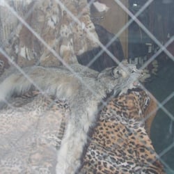 David Green Master Furrier - The missing lynx