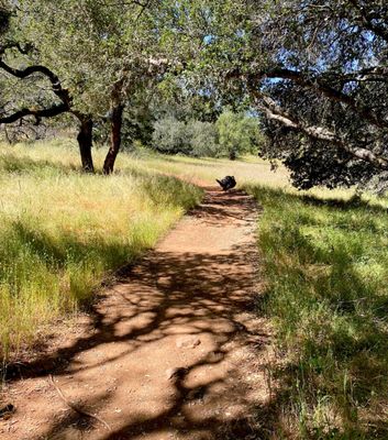 Trione-Annadel State Park by null