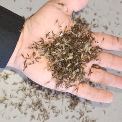 Subterranean termite swarmers