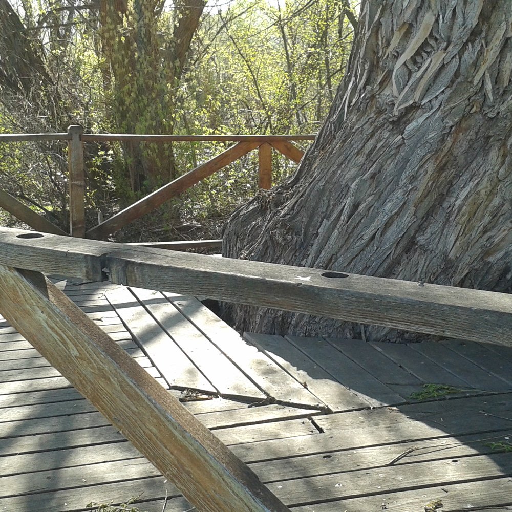 Skylor Pond - large trees - Fishing Near Me - Logan, Utah Skylor Pond - large trees - Fishing Near Me - Logan, Utah