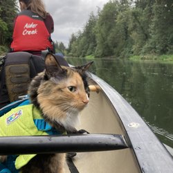 Adventure Cat Enjoying her first canoe trip