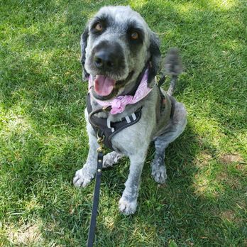 Pawfect Express Pet Spa - After getting her summer cut! - Pet Groomers Near Me - Montebello, California