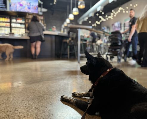 Altamont Beer Works by null