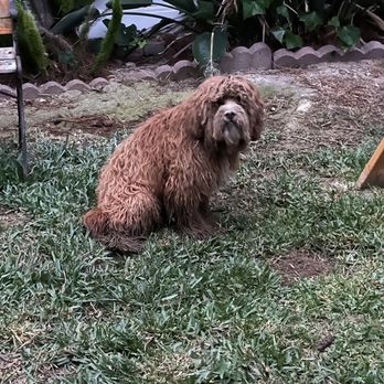 Go Go Spa - Gizmo rolling around in the dirt - Pet Groomers Near Me - Rosemead, California