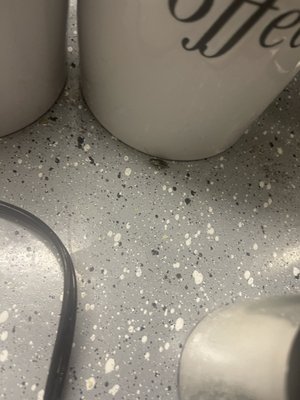 Grand Venetian by null