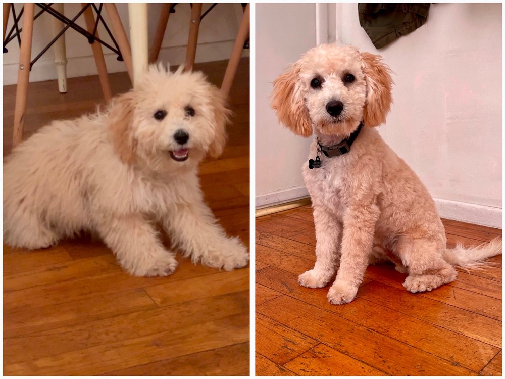 BISCUITS AND BATHS MOBILE PET GROOMING Updated August 2024 15