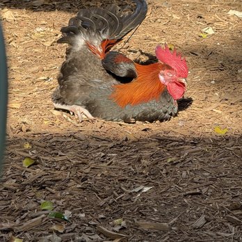 Blue Heaven - The roosters getting some su. - Breakfast & Brunch Near Me - Key West, Florida