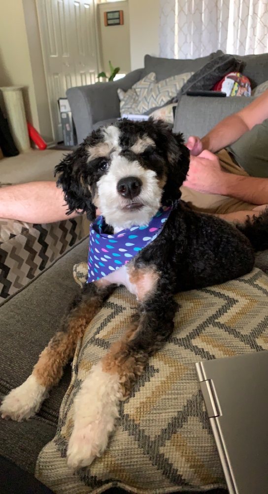 PRISTINE PETS Updated October 2024 19 Reviews 34559 Grand River