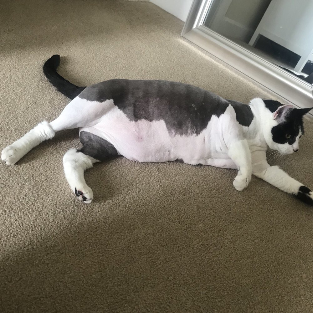 Feline Fabulous - Pet Sitting Near Me - Charlotte, North Carolina Feline Fabulous - Pet Sitting Near Me - Charlotte, North Carolina