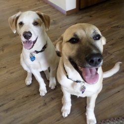 Door County Kennels