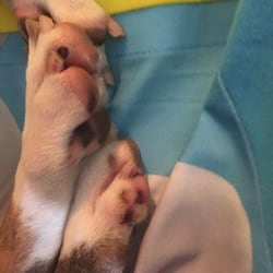 Golden Penny Kennels - Nails clipped far too short, past her quicks which has caused constant bleeding.
