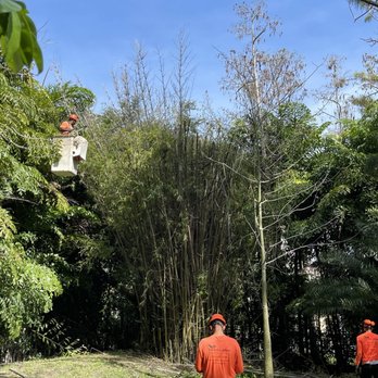 Southern Arbor Services - Cleaning and cutting bamboo grove - Landscaping Near Me - Lighthouse Point, Florida