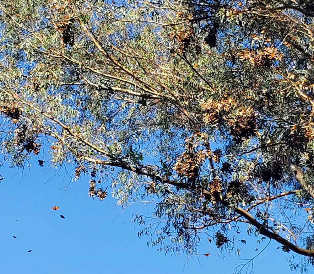 Monarch Butterfly Natural Preserve Santa Cruz