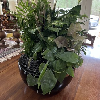 Spring Lake Flower Shop - Plant - Florists Near Me - Spring Lake, Michigan Spring Lake Flower Shop - Plant - Florists Near Me - Spring Lake, Michigan