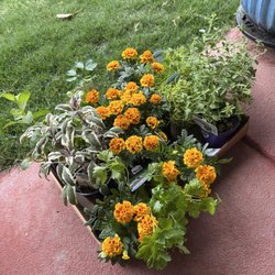 Pike Nurseries