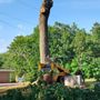 Photo of Morning Wood Tree Care