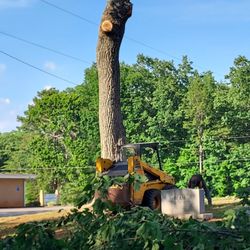 Morning Wood Tree Care