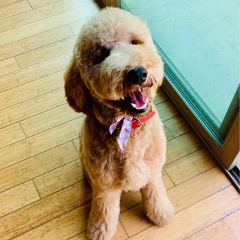 Blue Pooch  - Pet Groomers Near Me - Los Angeles, California