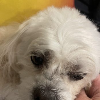 Suds N Bubbles - Terrible cut so uneven everywhere and not smooth - Pet Groomers Near Me - Las Vegas, Nevada Suds N Bubbles - Terrible cut so uneven everywhere and not smooth - Pet Groomers Near Me - Las Vegas, Nevada