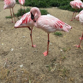 Memphis Zoo - Flamingos - Zoos Near Me - Memphis, Tennessee