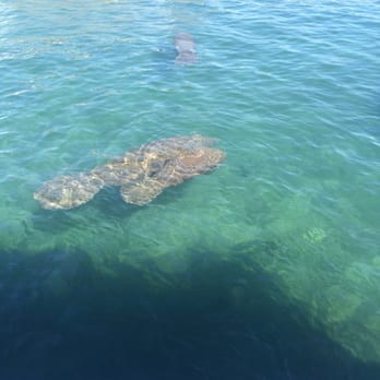 Manatee Lagoon - Manatees! - Aquariums Near Me - West Palm Beach, Florida Manatee Lagoon - Manatees! - Aquariums Near Me - West Palm Beach, Florida