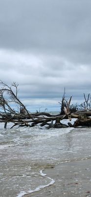 Botany Bay Heritage Preserve/Wildlife Management Area by null