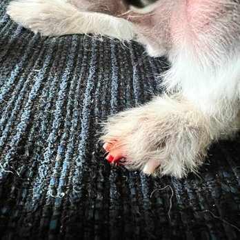 Jackie's Pet Grooming - Pet Groomers Near Me - Citrus Heights, California